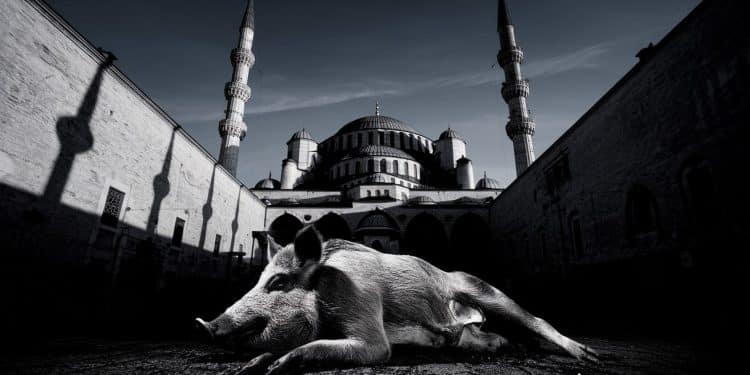 Marcassin Déposé Devant Mosquée : Acte Islamophobe Dénoncé - Viral Mag Un marcassin mort a été déposé devant une mosquée de Côte dOr dans un acte islamophobe dénoncé par le ministre de lIntérieur Retailleau Une plainte va être déposée Viral Mag