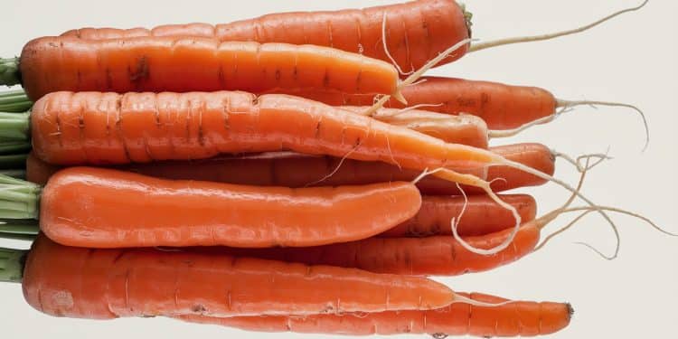 Rappel massif de carottes pour contamination à l’E. coli - Viral Mag Un important rappel de carottes bio est en cours suite à une épidémie dE coli Apprenez quels produits et magasins sont concernés Viral Mag