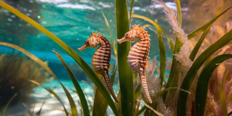 Plongez dans lunivers captivant des hippocampes du Bassin dArcachon Découvrez pourquoi ces créatures sont étudiées depuis plus dune décennie et ce que révèlent ces observations scientifiques   Viral Mag