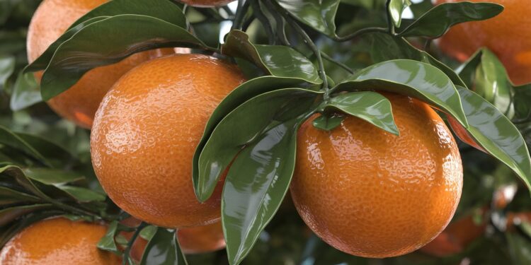 La Méthode Infaillible pour des Clémentines Juteuses à Croquer - Viral Mag Découvrez les secrets des experts pour faire pousser des clémentines gorgées de soleil et de saveurs dans votre jardin Variétés soins astuces on vous dit tout Viral Mag