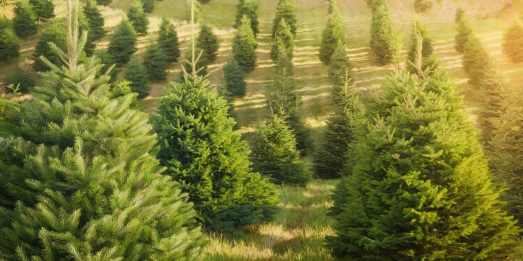 Plongez dans les coulisses de la production des sapins de Noël made in France  Découvrez les secrets dun savoir faire ancestral de la culture à la coupe   Viral Mag