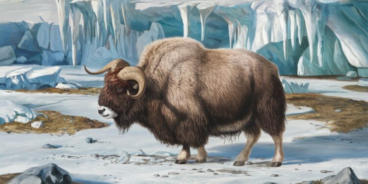 Le bœuf musqué menacé par le réchauffement climatique malgré sa résilience - Viral Mag Le bœuf musqué survivant de lère glaciaire est menacé par le changement climatique Découvrez comment le réchauffement impacte cette espèce emblématique de lArctique Viral Mag
