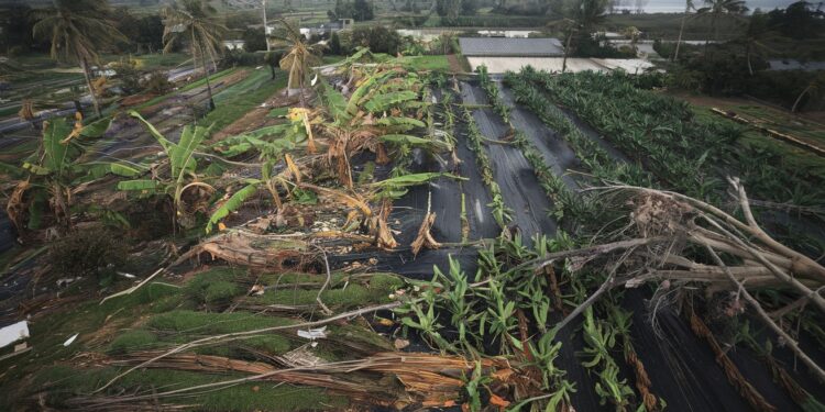 Le cyclone Chido a causé des dommages considérables à lagriculture à Mayotte avec des champs dévastés et des récoltes perdues Découvrez lampleur des dégâts et les conséquences pour les agriculteurs locaux   Viral Mag