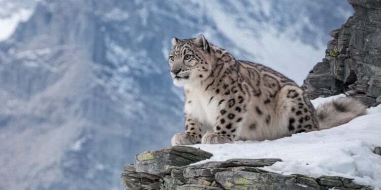 Le Kazakhstan célèbre le doublement de sa population de panthères des neiges - Viral Mag La population de panthères des neiges au Kazakhstan a doublé en 30 ans grâce aux efforts de conservation atteignant désormais environ 180 individus dans ce pays dAsie centrale où lanimal est un symbole national Viral Mag