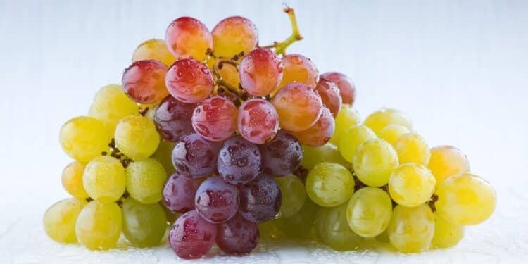 Découvrez les bienfaits surprenants des raisins pour votre santé et pourquoi en manger chaque jour peut booster votre bien être de manière spectaculaire    Viral Mag