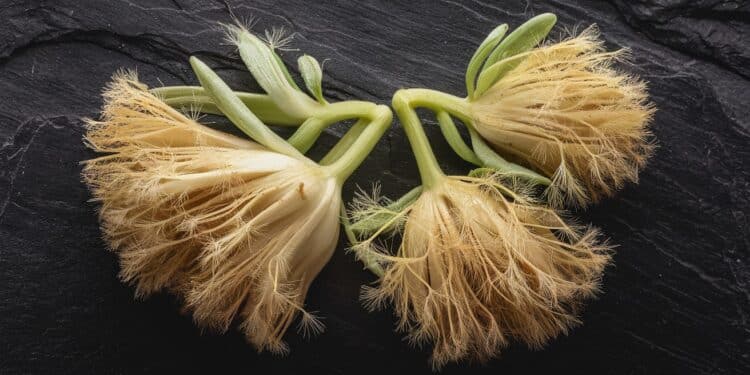 Les Merveilles des Graines de Fenouil : Un Trésor Gustatif et Santé - Viral Mag Découvrez les incroyables bienfaits des graines de fenouil une épice parfumée aux multiples vertus Apprenez à les intégrer en cuisine et boostez votre santé Viral Mag