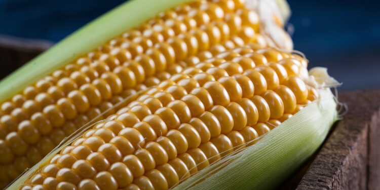 Légume fruit céréale  Le statut du maïs sème le doute Découvrez ce quen dit une diététicienne et apprenez à lintégrer sainement dans vos menus   Viral Mag