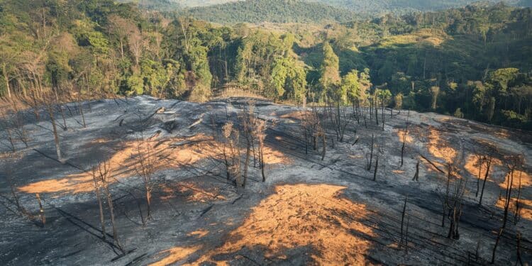 Déforestation Alarmante en Amazonie : La Superficie Détruite Bondit de 79% - Viral Mag En 2024 la superficie végétale ravagée par les incendies au Brésil a grimpé de 79 atteignant 308 millions dhectares LAmazonie est la zone la plus touchée mettant en péril cet écosystème crucial Découvrez lampleur des dégâts   Viral Mag