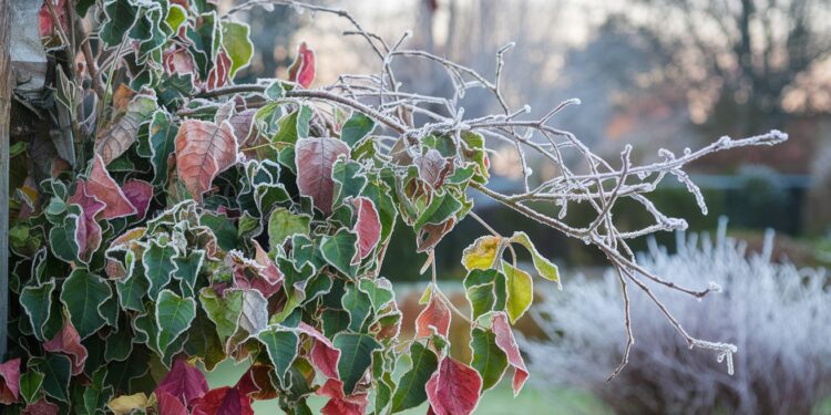 Votre bougainvillier a gelé cet hiver  Pas de panique  Découvrez les gestes simples à réaliser pour redonner vie à cette plante ornementale   Viral Mag