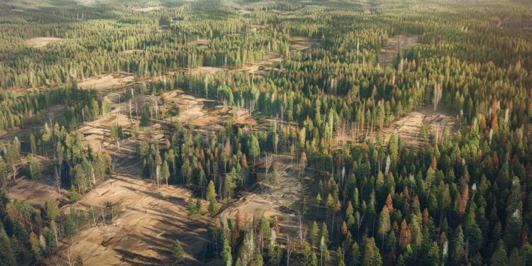 La Suède et la Finlande épinglées pour leur exploitation forestière - Viral Mag Le WWF tire la sonnette dalarme  malgré leurs engagements européens la Suède et la Finlande ne protègent pas suffisamment leurs précieuses forêts primaires autorisant labattage à grande échelle   Viral Mag