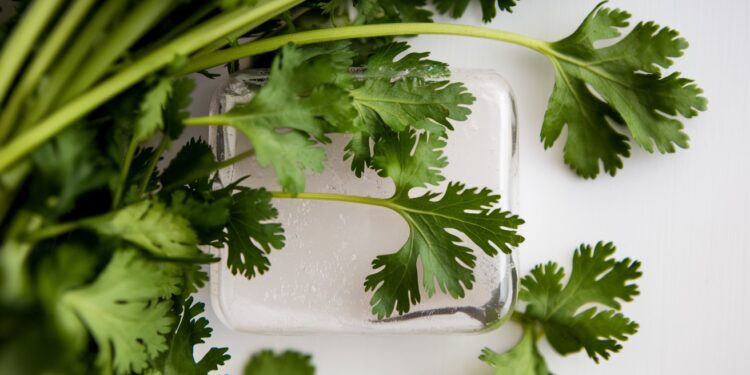 Le mystère de la coriandre : pourquoi a-t-elle un goût de savon pour certains ? - Viral Mag Découvrez pourquoi la coriandre a un goût de savon pour certaines personnes Un article fascinant sur les secrets de cette herbe aromatique controversée   Viral Mag