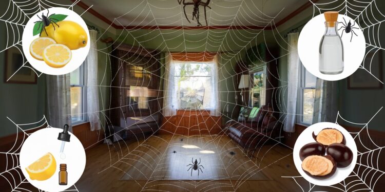 Les Astuces Naturelles Pour Se Débarrasser Des Araignées à La Maison - Viral Mag Découvrez les meilleures astuces naturelles et efficaces pour éloigner les araignées de votre maison sans utiliser de produits chimiques Nos conseils pratiques    Viral Mag