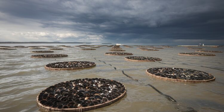 Les déversements d’eaux usées dans le Bassin d’Arcachon : une menace pour l’environnement - Viral Mag La préfecture de Gironde envisage dautoriser les déversements deaux usées dans le Bassin dArcachon en cas de fortes pluies Quels sont les risques pour lécosystème et les ostréiculteurs    Viral Mag