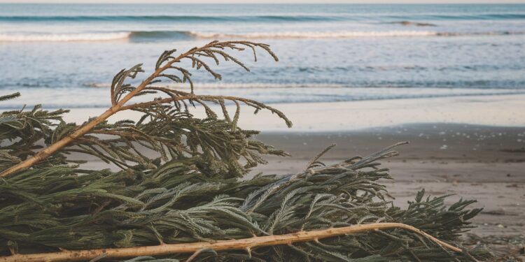 Recyclage des Sapins de Noël : La Solution Écolo Contre l’Érosion des Plages - Viral Mag Les sapins de Noël retrouvent une seconde vie sur les plages près dArcachon Découvrez comment cette initiative écologique contribue à lutter contre lérosion côtière   Viral Mag