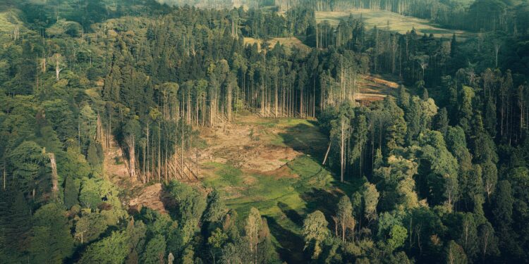 Un Vaste Projet Indonésien Menace des Millions d’Hectares de Forêt - Viral Mag Un ambitieux projet indonésien de conversion de 20 millions dhectares de forêt soulève lindignation des ONG Découvrez les enjeux et les risques Viral Mag