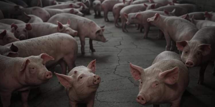 Maltraitance Animale : Plaintes Contre Lidl et Élevages Porcins - Viral Mag Découvrez le scandale de maltraitance animale visant Lidl et ses élevages porcins Des images choc révèlent des pratiques cruelles Que cache votre supermarché Viral Mag