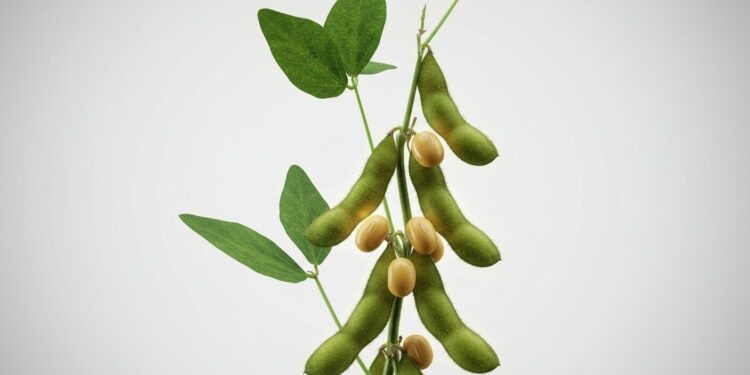 4 Mythes sur le Soja à Débunker Absolument - Viral Mag Le soja cause t il le cancer ou perturbe t il les hormones Découvrez la vérité sur ces mythes tenaces et pourquoi il est temps de les oublier Viral Mag