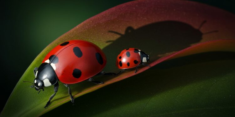 Coccinelle Asiatique : Un Ravageur à Surveiller - Viral Mag Découvrez pourquoi la coccinelle asiatique malgré son apparence inoffensive est un nuisible dangereux pour vos jardins et maisons Conseils pour sen protéger Viral Mag