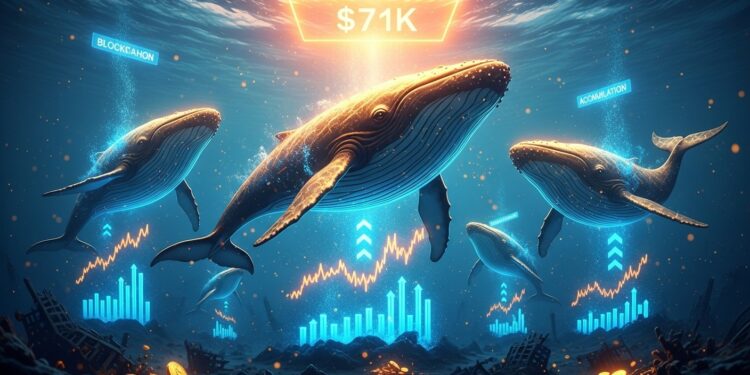 Les grandes baleines Bitcoin reprennent massivement lachat autour de 71 000 $ signe haussier selon les données on chain Analyse complète des indicateurs et perspectives pour les investisseurs   Viral Mag